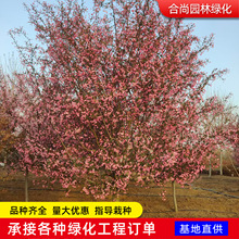 西府海棠树苗盆栽垂丝海棠苗当年开花 庭院绿化工程用苗海棠花树