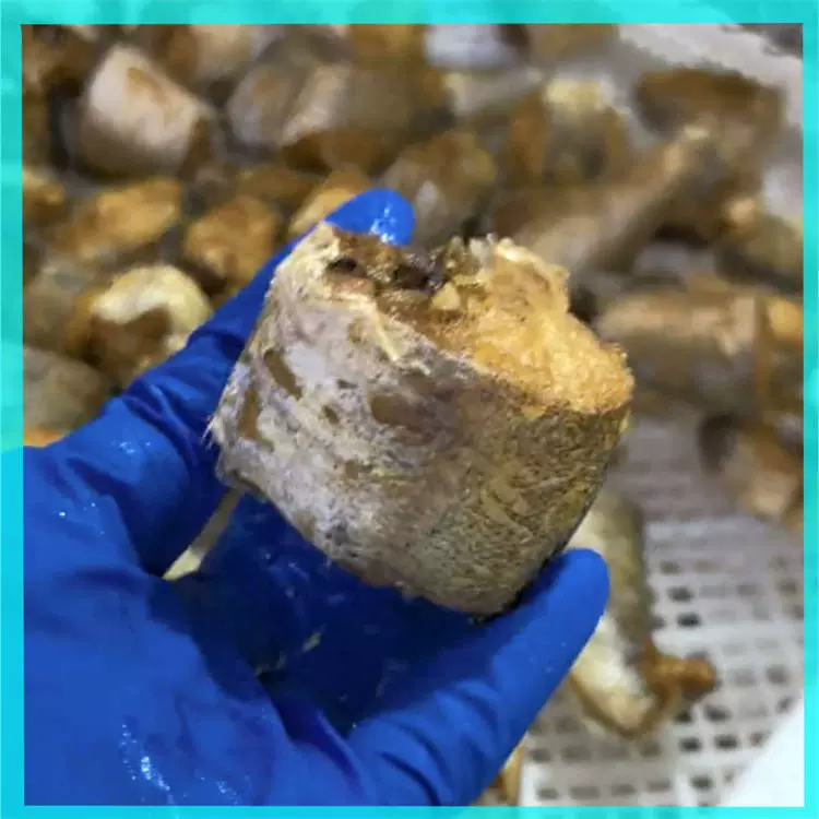 板带涂氟油炸机 不沾料油炸线 油不易变黑油炸设备 鲅鱼段油炸机