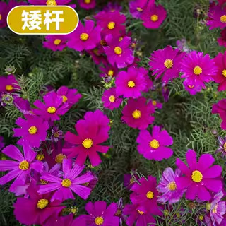 格桑花種種子ペルシャ菊太陽花種孤独野花組み合わせ芝生四季種まき開花種|undefined