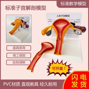 Human body model female reproductive uterus vagina ovary uterus teaching mold pathological changes popular science training teaching aids