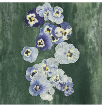 ��δ���ֹ�����Ѻ���Y�����Ž�����ɫ���ɻ��N������yֲ��˱���