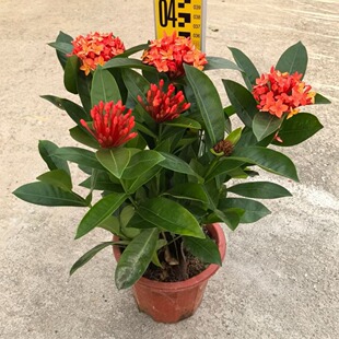 ���ع����G�������������������ͺ������زĹ��̾G����������ֱ�N