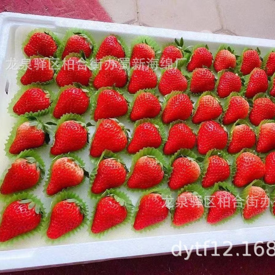 草莓托海绵包装/草莓托海绵内托/草莓托海绵内衬/草莓托海绵衬垫