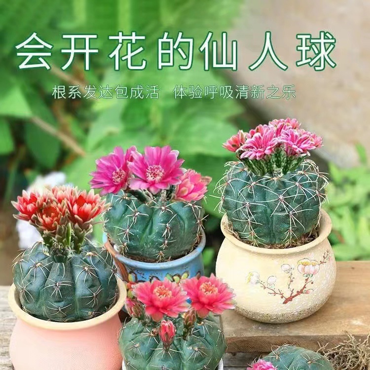 Flor de jade cactus florece en todas las estaciones, embellece el aire, el balcón, la sala de estar, la oficina, las plantas verdes, las flores en macetas