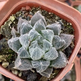 Japanese Green Plant Potted Landscape Succulent Greenhouse Wholesale Agave Cactus Soft Leaf Twelve