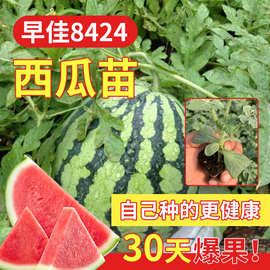 蔬菜苗无籽西瓜懒汉8424四季种植盆栽秧西瓜苗南方嫁接苗阳台麒麟