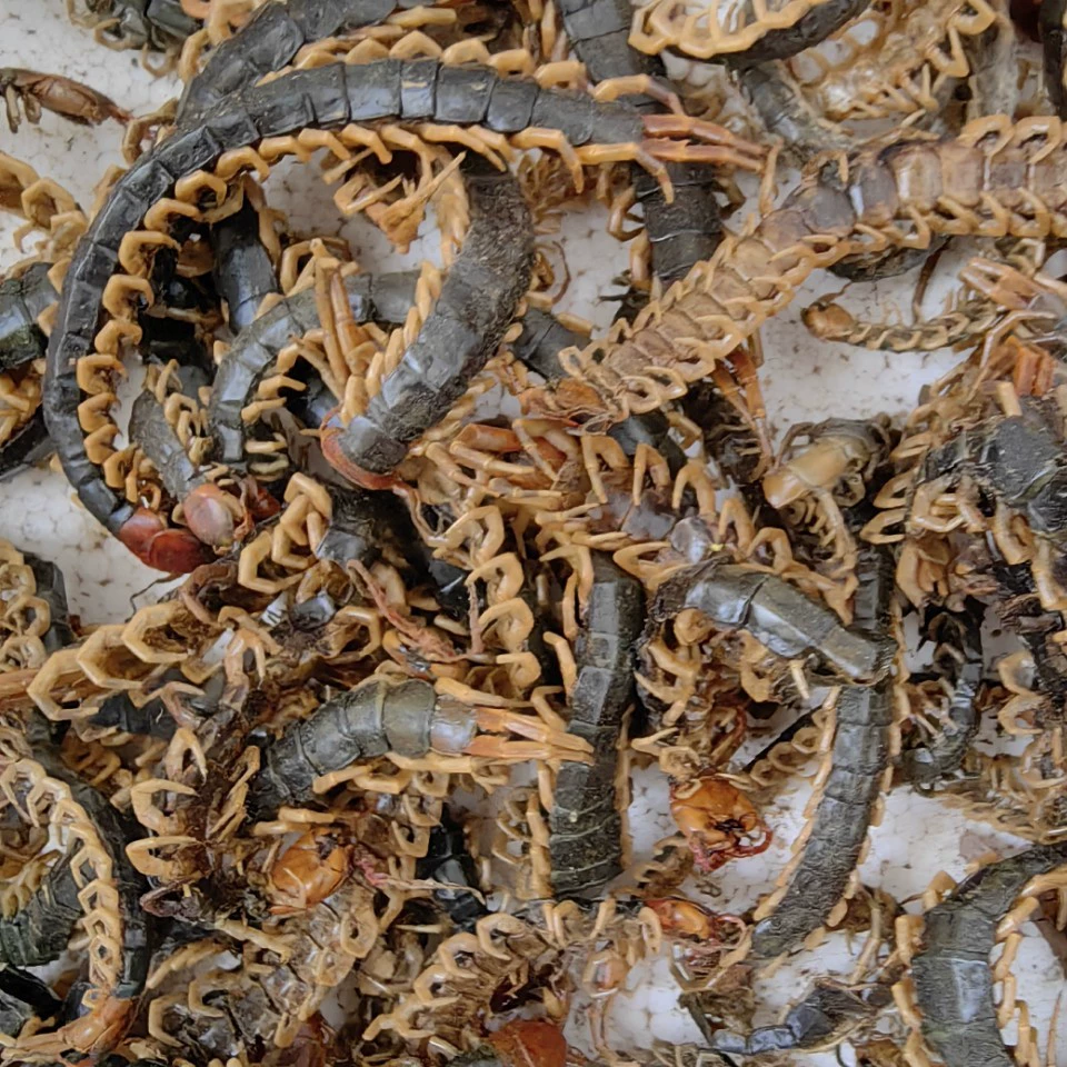 Цельный сороконожка, целая сушеная кожа сороконожки, целый сороконожка без бамбуковых шпажек, мясо сороконожки, кожа сороконожки в порошке можно измельчить в порошок.