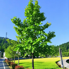 �y�Ә����׹����＾���~�y����ͥԺ�L�����^���Rֲ���ϱ����Nֲ