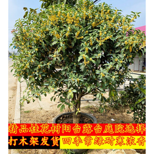 ��Ʒ�޽ӹ������辰���Թ𻨘����ļ���𵤹��̨ͥԺ������