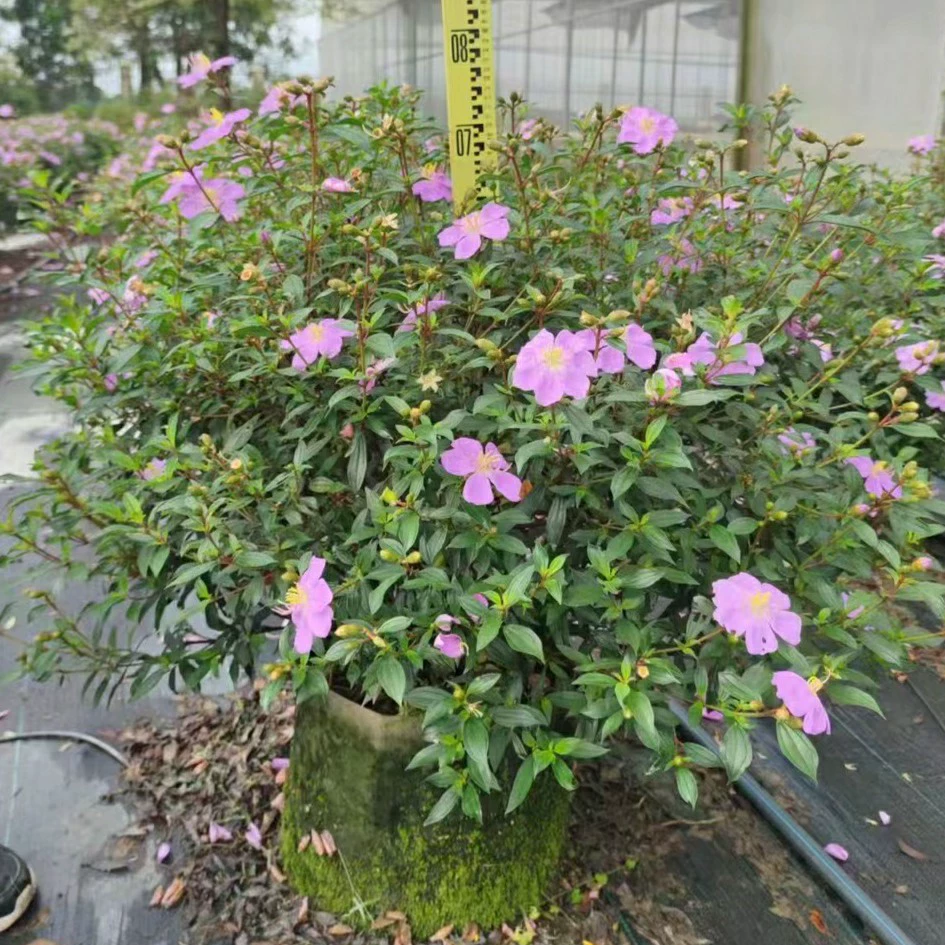 2401 Питомная база поставляет Tianjiao дикий пион шар 60-120 см зеленый сад цветочный кустарник