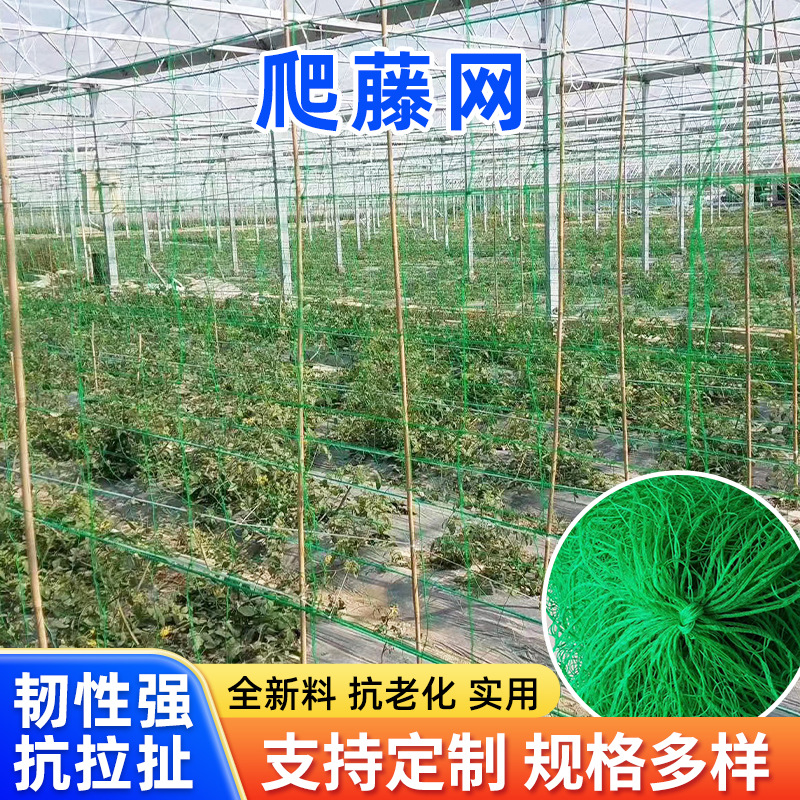植物爬藤网攀援网园艺搭架网瓜果丝瓜苦瓜月季藤蔓花卉攀爬种植网