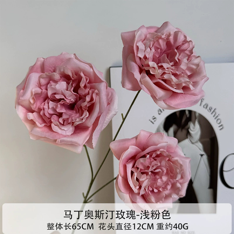 Martin Austin Rose - Rosa Claro