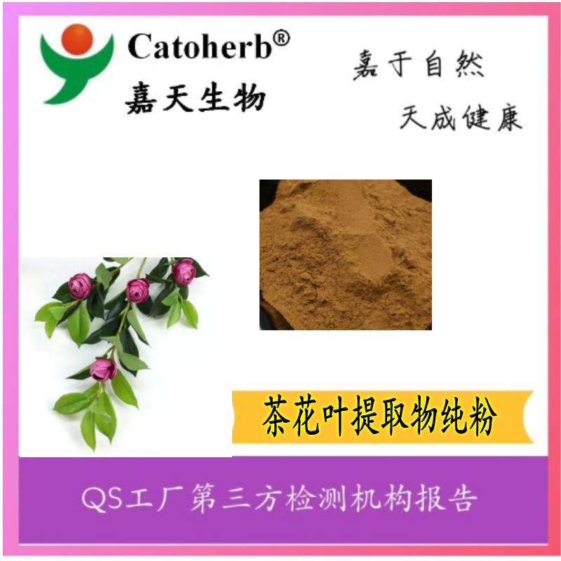 供应茶花叶提取物纯粉 现货供应 量大从优 多种规格 免费拿样