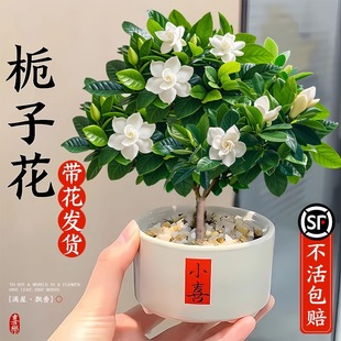 Gardenia Potted Plant with Buds Blooms in All Seasons, Indoor Living Room, Easy to Grow Florals, Office Desk, Green Plant Shape Bonsai