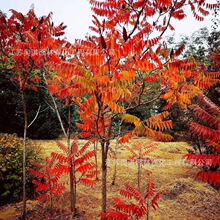 ²ɻN N ľN l lѿʸ ɵ