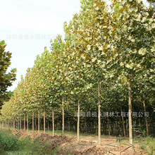 ������ͩ���ͷ�ͩ�������l���^ͥ�a���е��G�����~��ľ������ͩ��