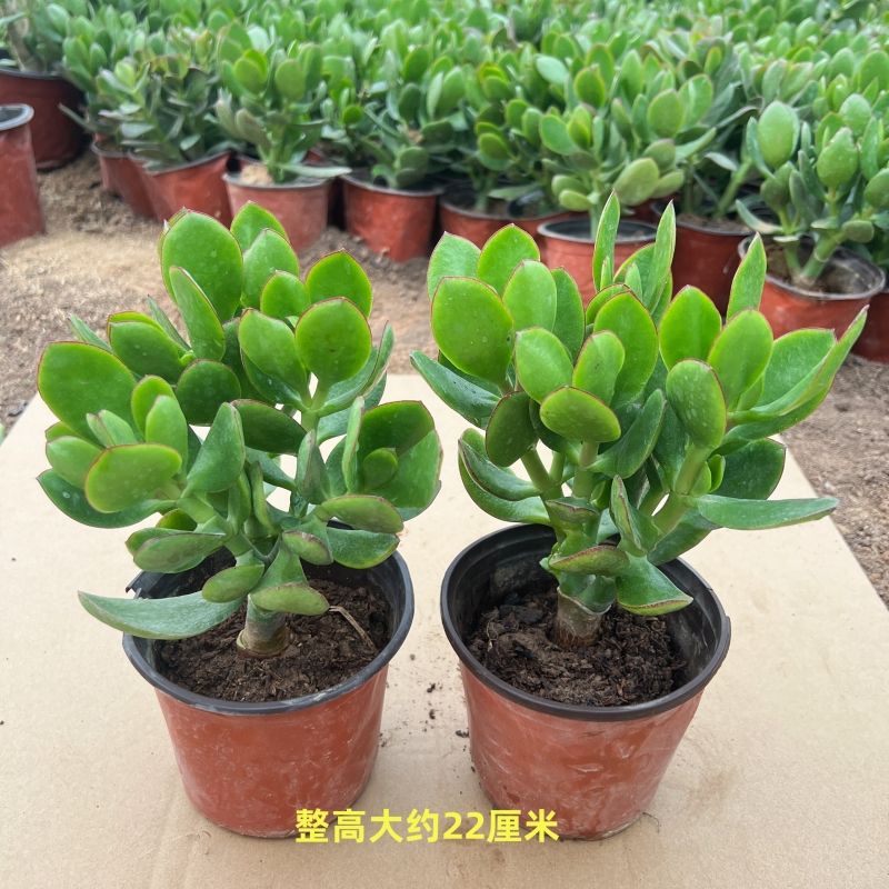 인기 판매 두꺼운 3년생 모종 2인분