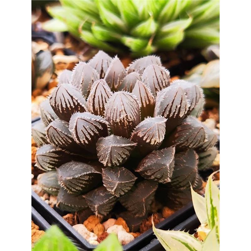 홍옌율루【4-5cm】