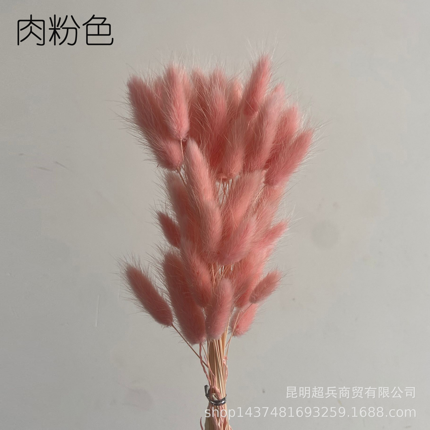 Hierba de cola de conejo flor seca hierba de cola de conejo blanco un montón de 50 piezas