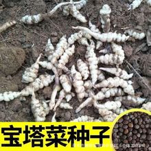 �����˷N���ݽz�ˌ����˵���ţ���r�حh�غ��J�Nֲ���Q���������r