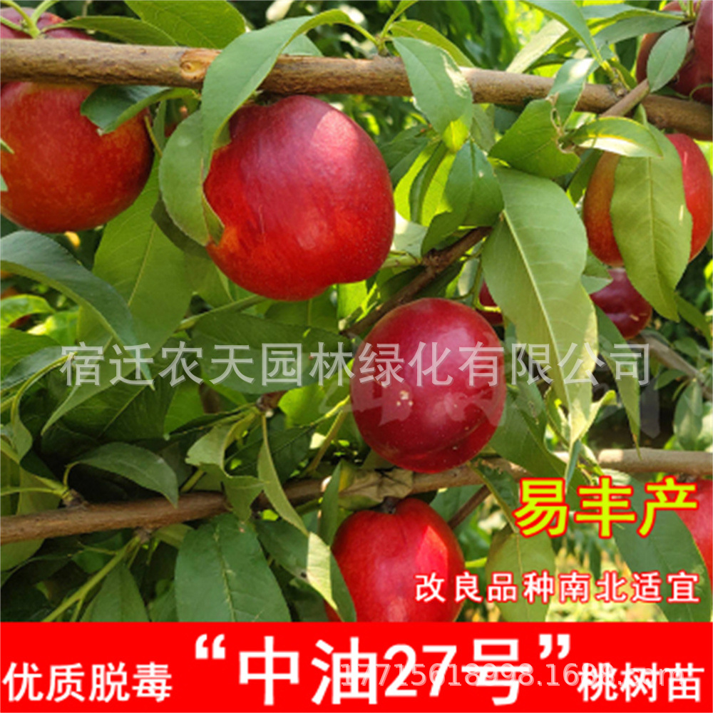 中油桃树果苗嫁接桃树苗水蜜桃树苗黄桃树当年结果南北方种植树苗
