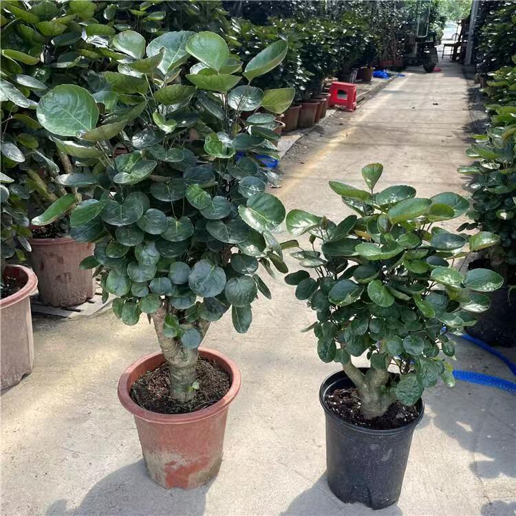 Money Pocket Old Pile Plant Fulu Magnolia Round Leaf Money Pocket Large Potted Indoor Office Evergreen Green Plant All Year Round