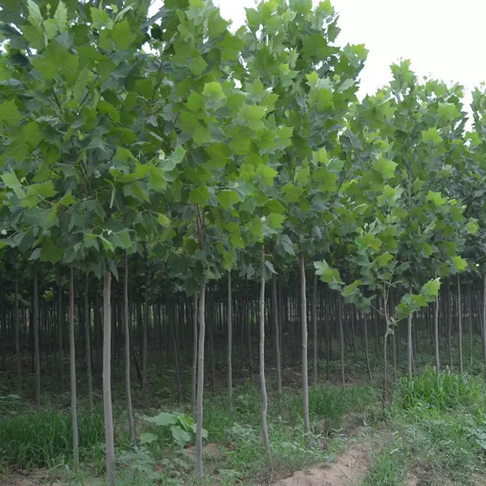 批发法国梧桐树苗速生法桐苗青皮梧桐苗庭院风景工程绿化苗木梧桐