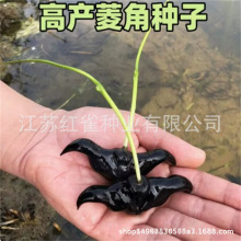 ˮ�t������ش�Gֲ��ǷN�ѷN�����rˮ�B������Ʒ�B�ӷNˮ�����