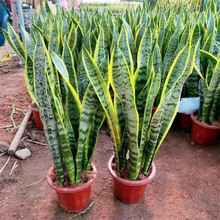 金边虎皮兰盆栽多肉易活水培植物绿植办公室内花卉大型客厅虎尾兰