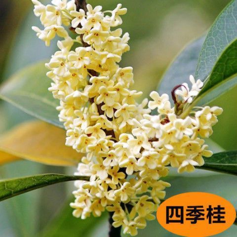 엄선된【사계계수】