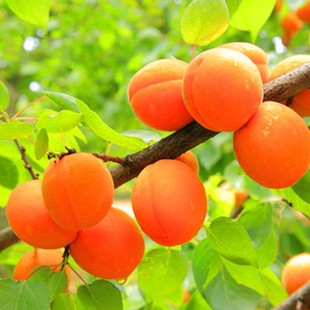 Apricot Saplings Grafted with Extra-Large Early-Maturing and Late-Maturing Sweet Apricot Fruit Saplings Potted in the Ground for Planting in the North and South Will Bear Fruit in the Same Year