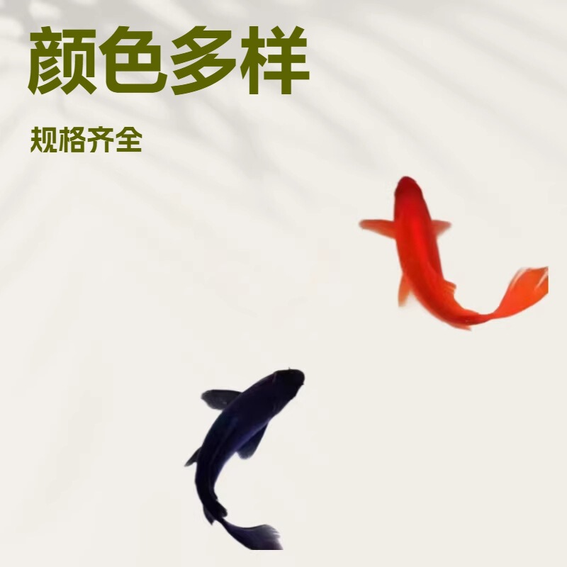 Fish Ornamental Fish Yellow Koi Goldfish Live Fish Koi Cold Water Fish Small Freshwater Fish Easy to Raise and Live Black Koi