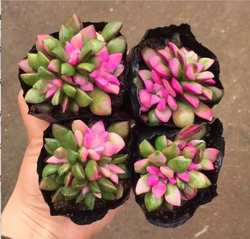 3-4cm 양두 눈송이 소나무와 브로케이드