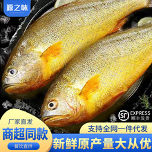 大黄鱼黄花鱼深海冷冻大黄鱼生鲜海鲜水产冷冻海鲜商用批发