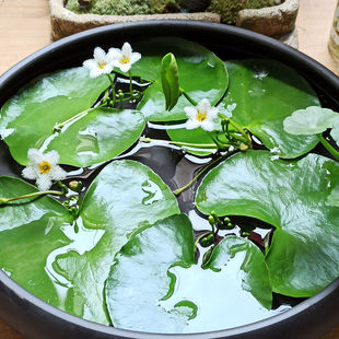 Water Hyacinth Hydroponic Plant with Flower Buds, Bowl Lotus, Water Lily, Indoor Water-Grown Lotus, Four-Season Floating Water Hyacinth, Fish Tank Aquatic Lotus