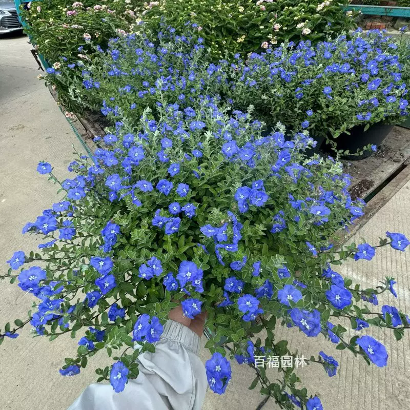 蓝星花盆栽垂吊花卉基地直销庭院花卉耐寒耐热花境植物