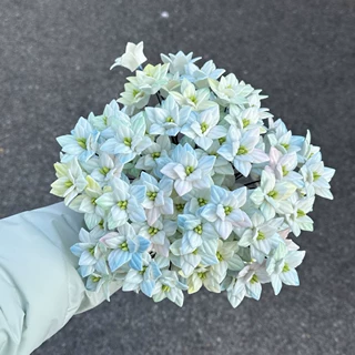 景德镇陶瓷釉下彩手工捏花陶瓷小苍兰花永生花桌面装饰创意礼品