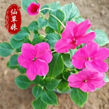 �����P�� �����P�� ���l�����P�ɻ������ԷN�� �޸��ݻ��r���