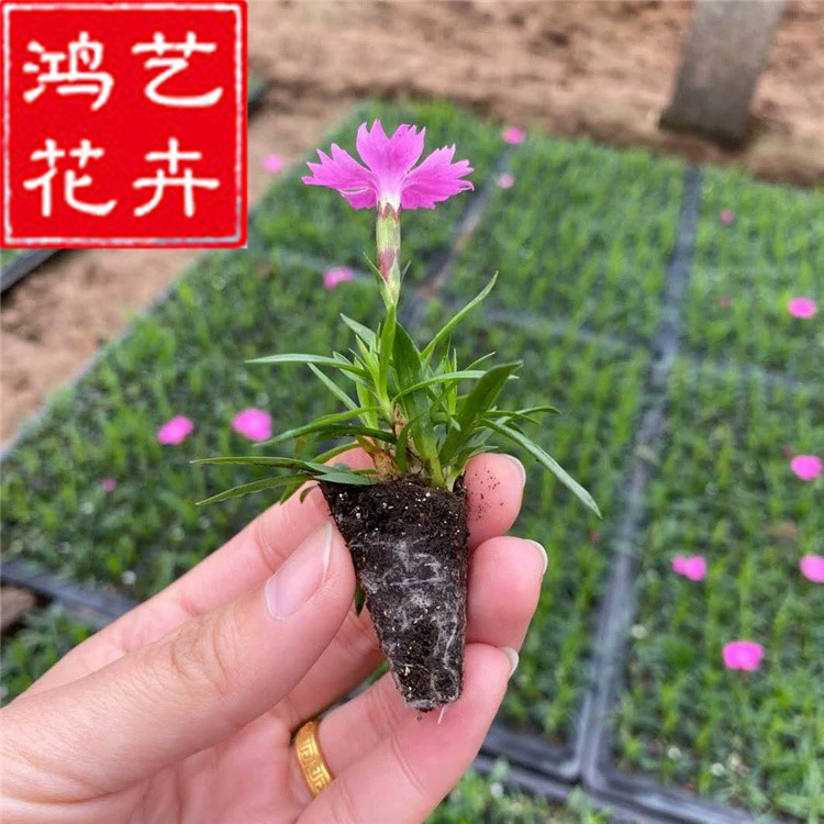 Ou Shizhu пещерные саженцы травы рассада 120 чашек в горшках с цветочными бутонами