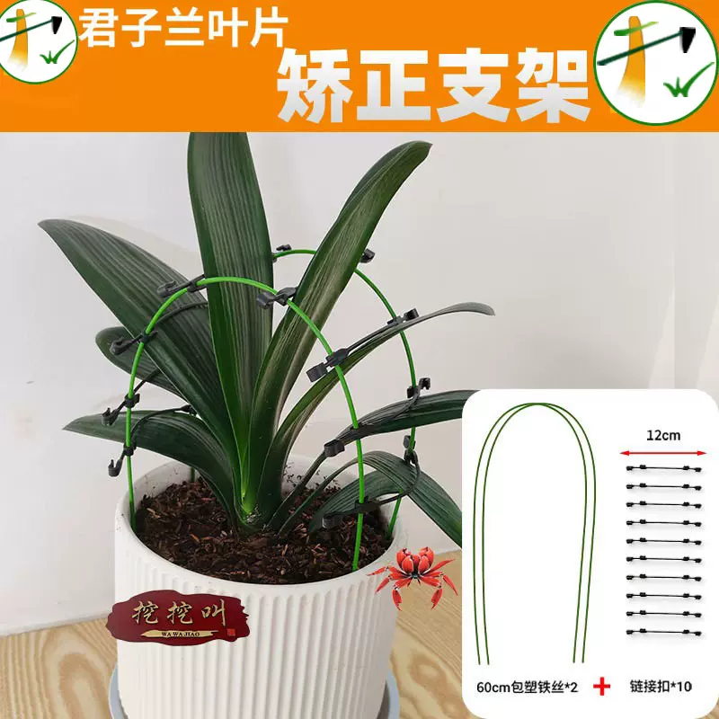 君子兰叶片矫正支架可调节绿植定型支撑工具花卉固定塑形园艺配件