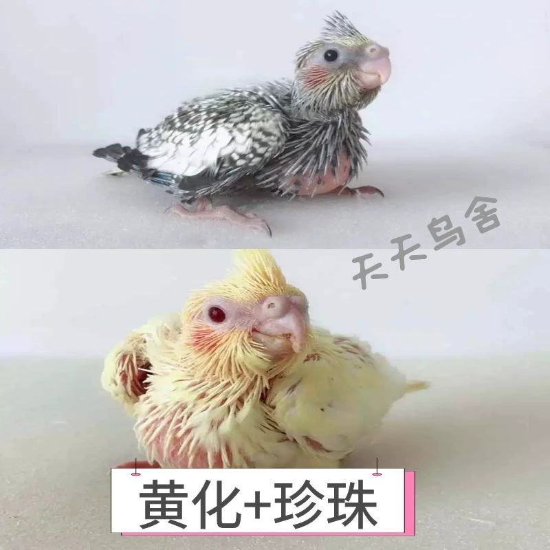 Цыплята попугая Xuanfeng, молодой попугай, оригинально серо-желтый, ручное выращивание, ферма, прямоволосое разведение, бесплатная доставка