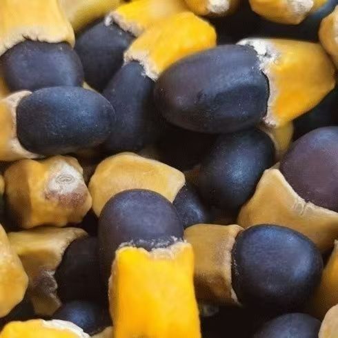 Ma Ya Guo Horse Bean Fruit Dried Whole Seeds 500g for Culinary Herbal Use specifications