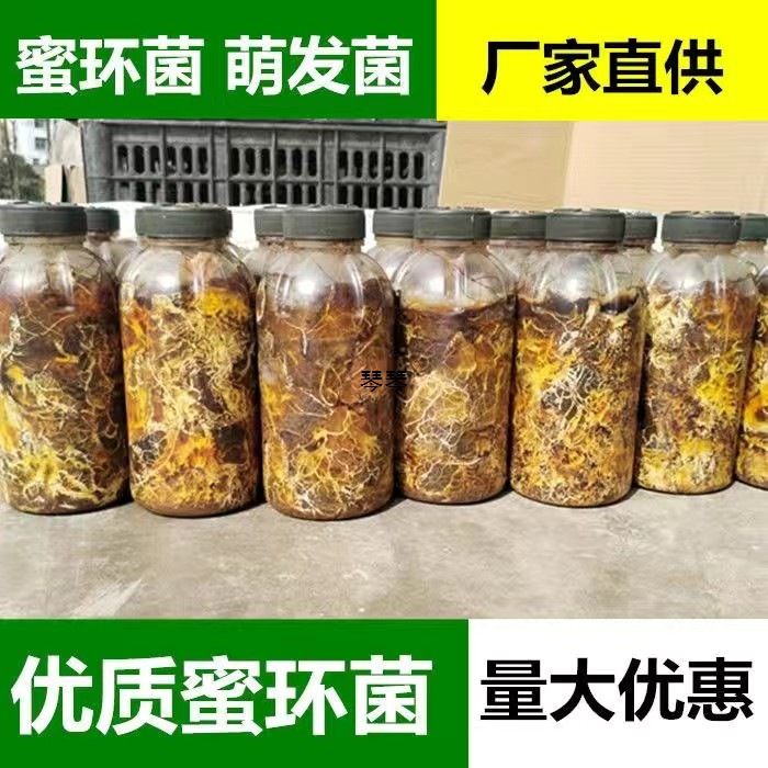 天麻枝条密环猪苓蜜环天麻萌发新鲜天麻0代种天麻硕果