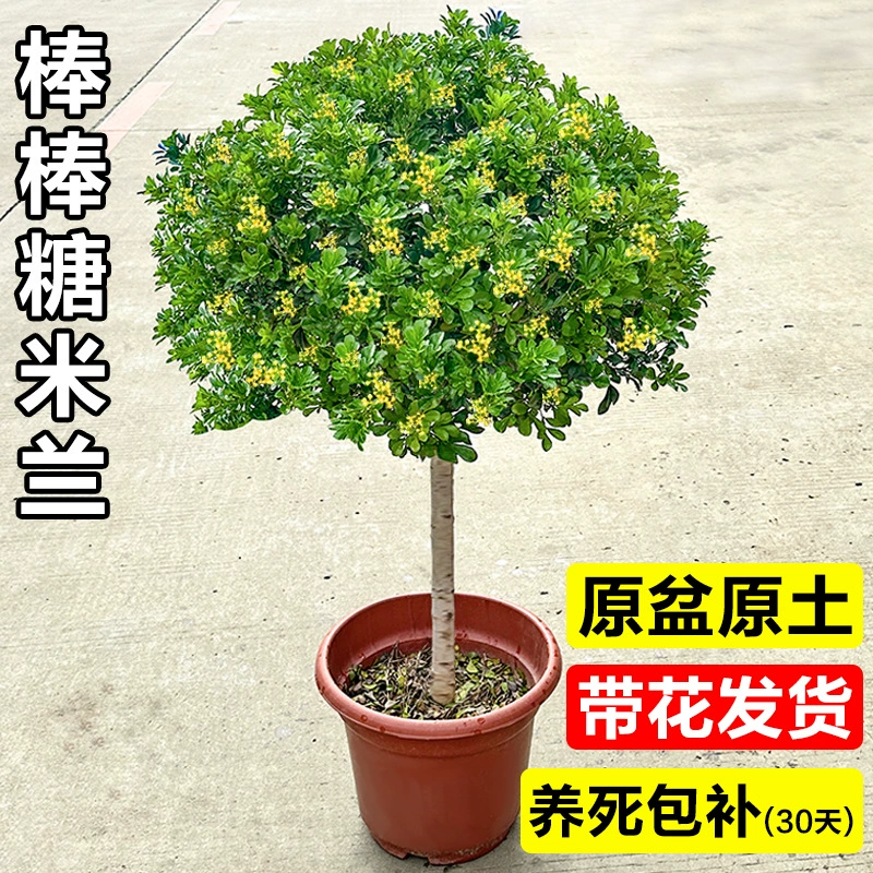 Леденец на палочке, парфюм Милан, цветок в горшке, старый сучок, одностебельный саженец, ароматный цветок для внутреннего балкона, двора, зеленое растение, отпугивающее комаров.