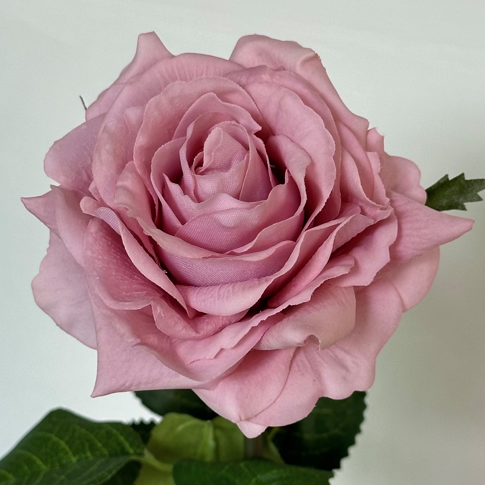 복숭아 보라색