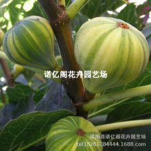 布兰瑞克无花果树苗特大果盆栽地栽无花果苗树苗南方北方种植盆栽
