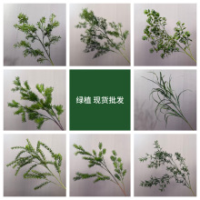 �¿����Gֲ�M��ɭϵ��Y�ò廨�쾰�Gֲ��������ʽ�Ҿ��b[��