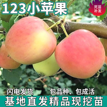 һ�����l123С�O�������ϱ���ͥԺ�������ԷNֲ�޽Ӵ����Ĺ���