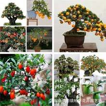 ���羳��؛�������ӷN�� ���f���N�� �uѪ�t ���� ���J�� �˅���