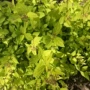 金山护坡绣线菊绿篱绣线菊